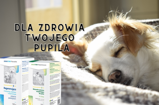 DogTor dla zdrowia twojego pupila